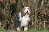 BEARDED COLLIE 371